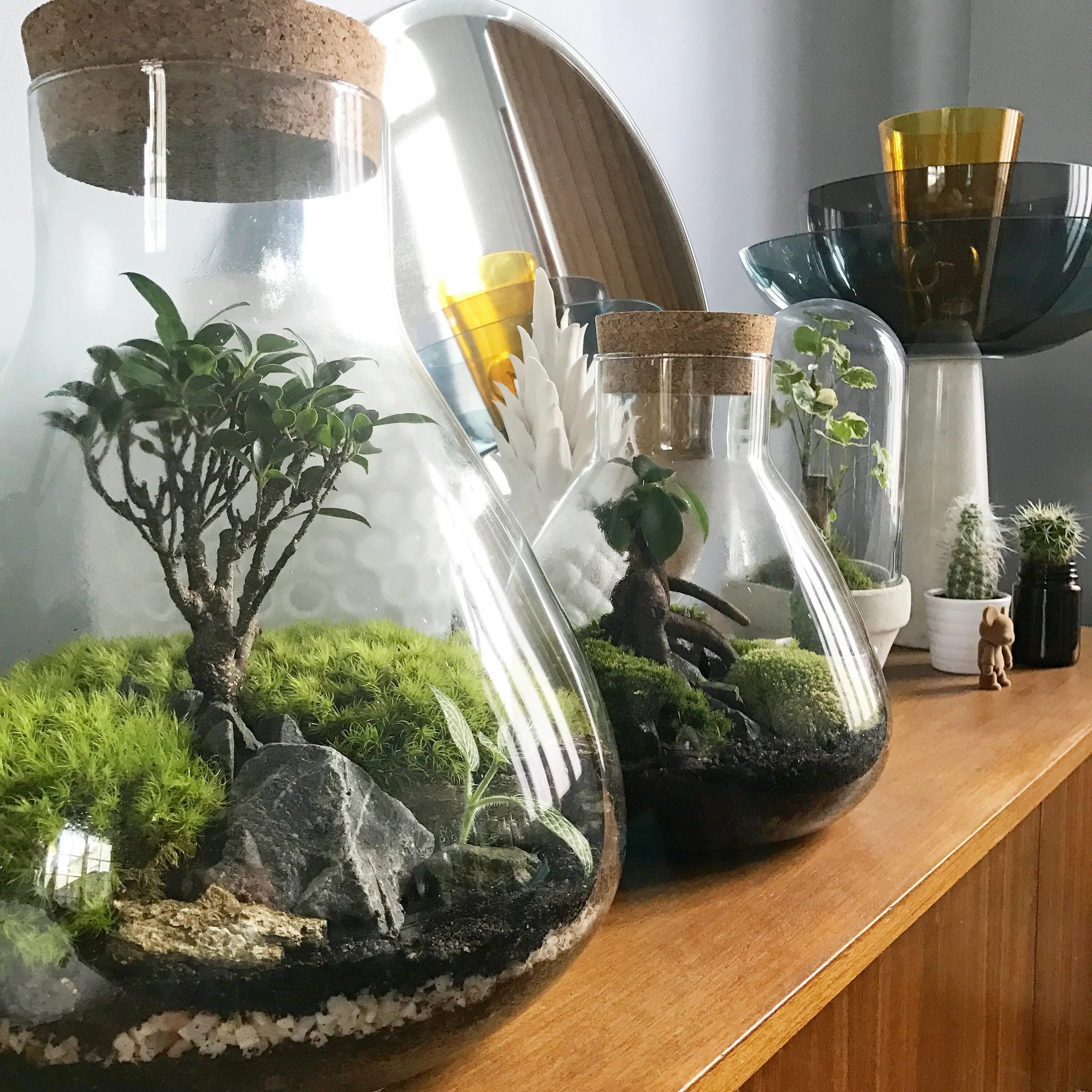 Растения для закрытого флорариума список с фото Créez et fabriquez facilement votre terrarium de plantes ! Idées terrariums, Ter