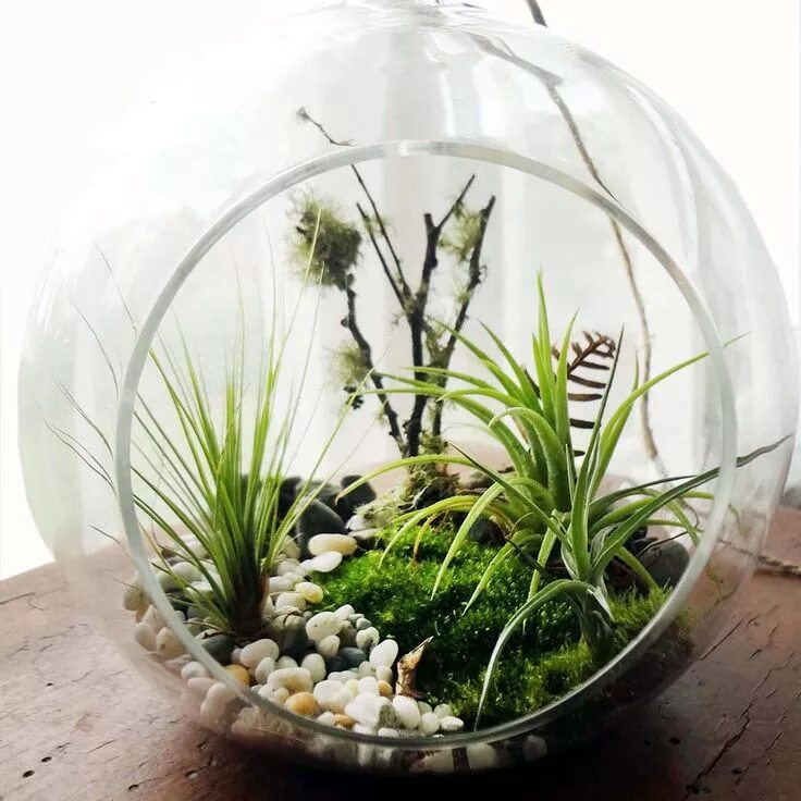 Растения для закрытого флорариума список с фото Woodlands Air Plant Terrarium Kit, Large Air plant terrarium, Air plants, Plants