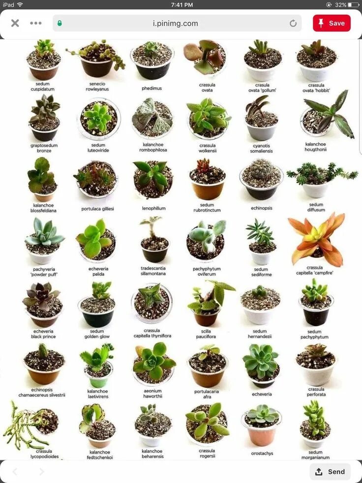 Растения для закрытого флорариума список с фото Pin on plantas Succulent garden diy, Types of succulents, Natural garden