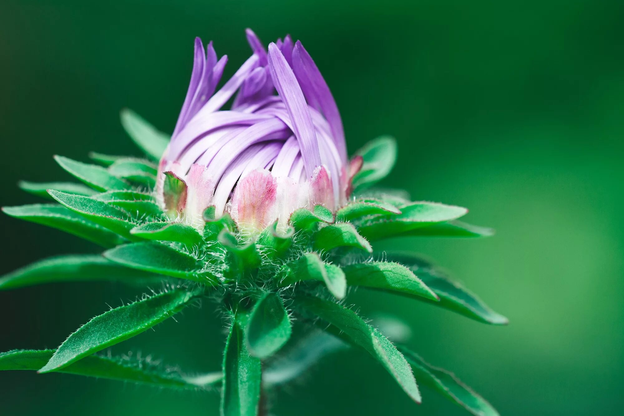 Растения фото цветов Free Images : nature, leaf, petal, bloom, summer, green, botany, flora, close up