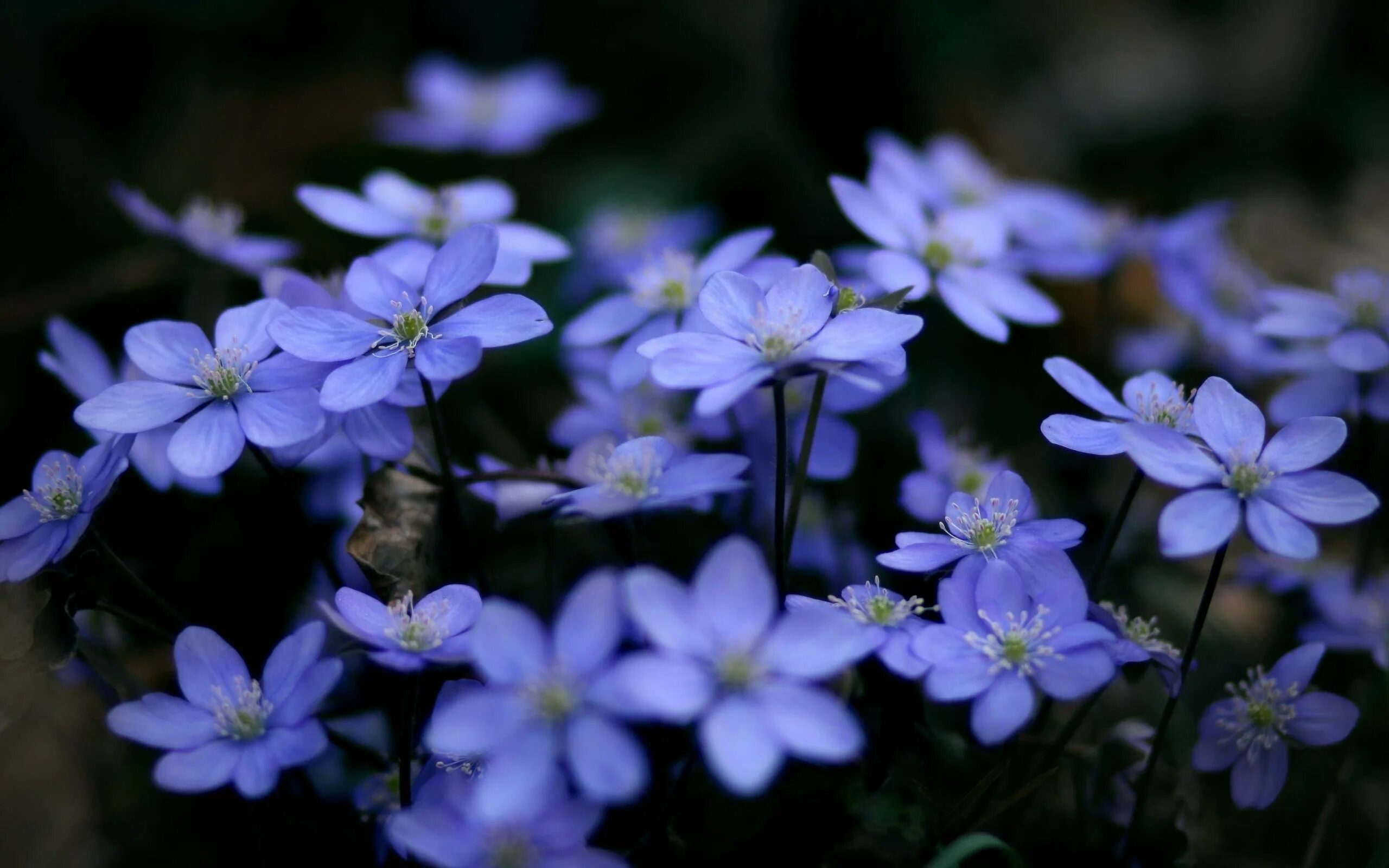 Растения фото цветов Delicate+Flowers+wallpaper Bunga biru, Bunga ungu