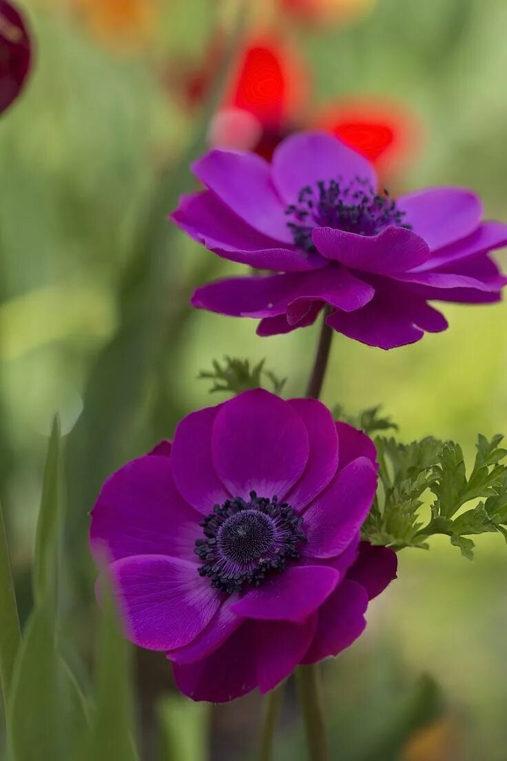 Растения фото цветов Butterflies and Flowers Beautiful flowers, Amazing flowers, Flowers nature