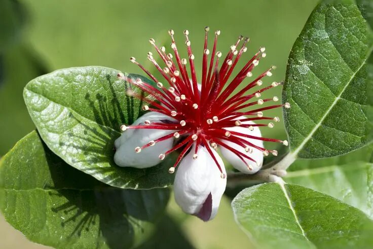 Растения фото цветов Flor de guayaba feijoa (Acca sellowiana) Shade plants, Plant leaves, Beautiful f