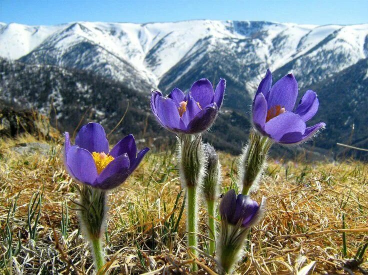 Растения горного алтая фото Горный Алтай. Скоро весна Природа, Россия, Весна