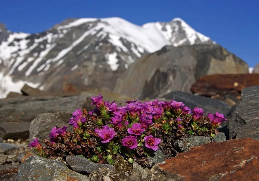 Растения горного алтая фото Saxifraga asiatica - Изображение особи - Плантариум