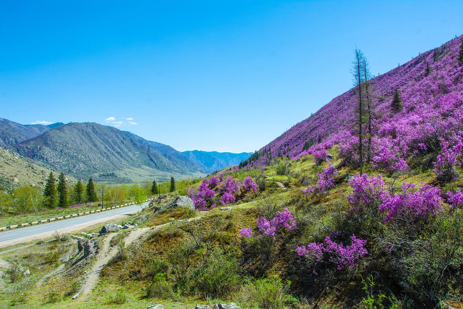 Растения горного алтая фото Цветение Маральника : Алтай (Экскурсионный) тур по цене от 18 100 ₽ - YouTravel.