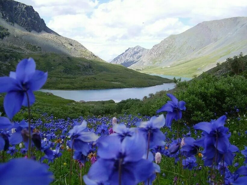 Растения горного алтая фото Гора Актру (Россия) - высота, фото, где находится, координаты на карте, маршруты