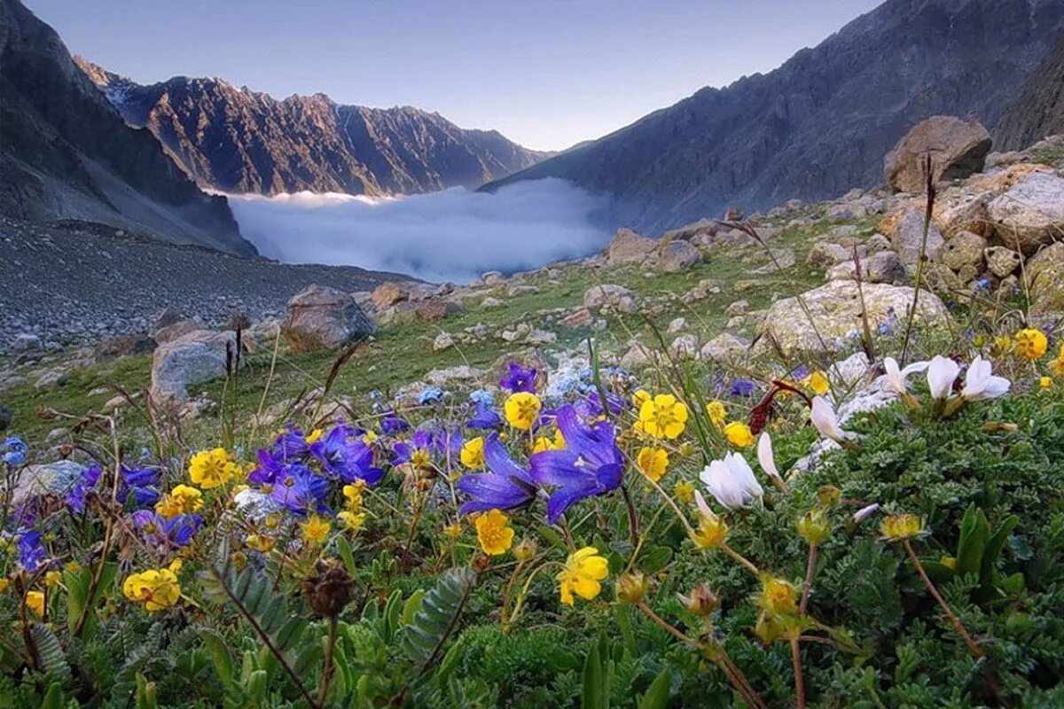 Растения горного алтая фото Горные заповедники Сочи. Активный тур - отдых по цене от 29 900 ₽ - YouTravel.Me