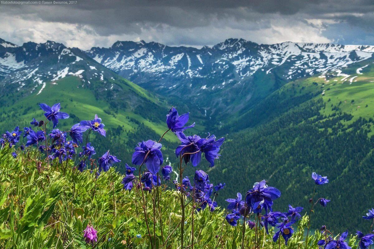 Растения горного алтая фото Катунский заповедник. Алтай Fotos