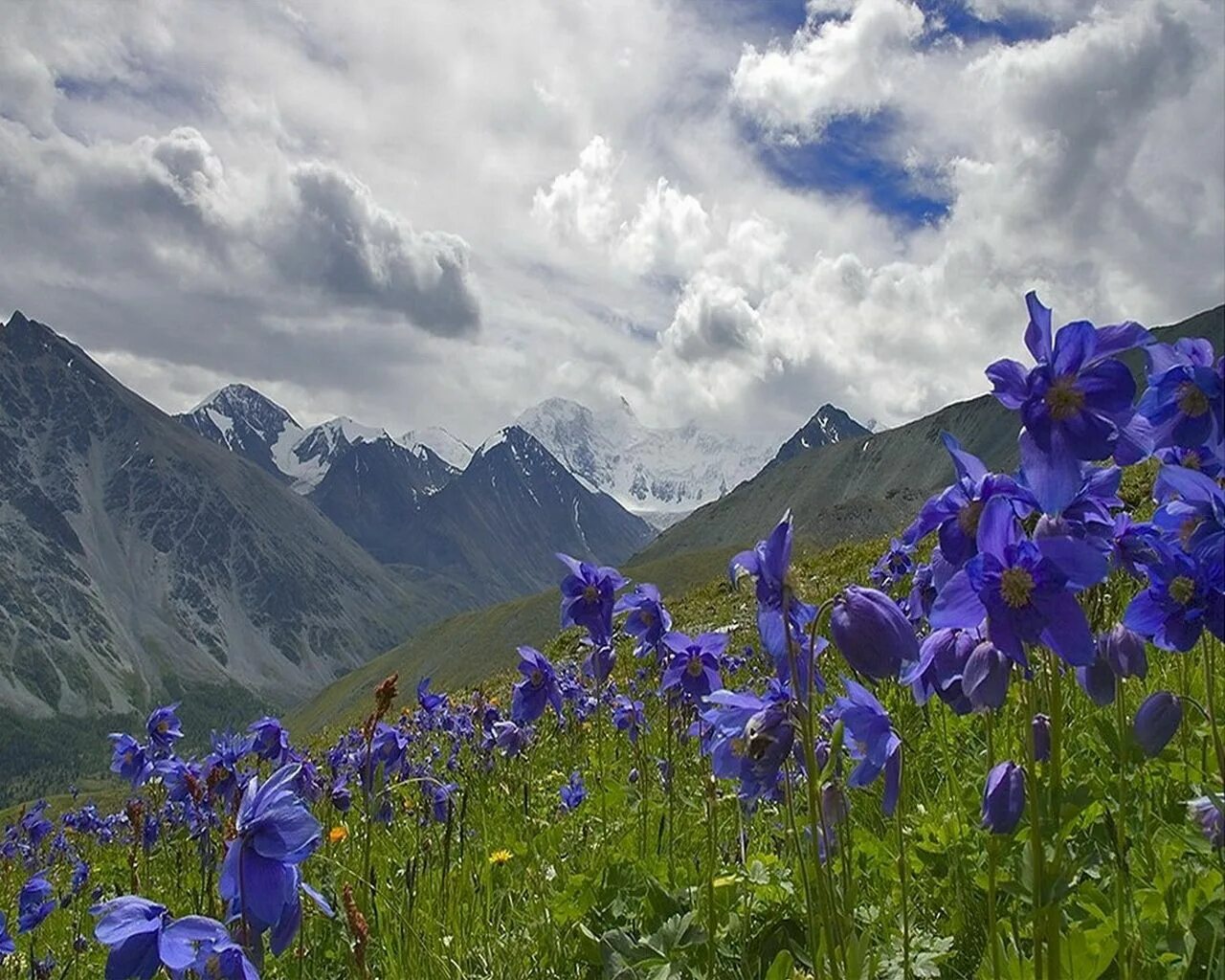 Растения горного алтая фото Горные цветы Altai mountains, Mountains, Beautiful nature