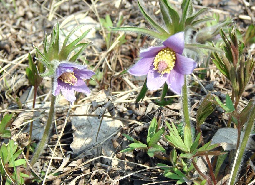 Растения хабаровского края фото Pulsatilla dahurica - Изображение особи - Плантариум