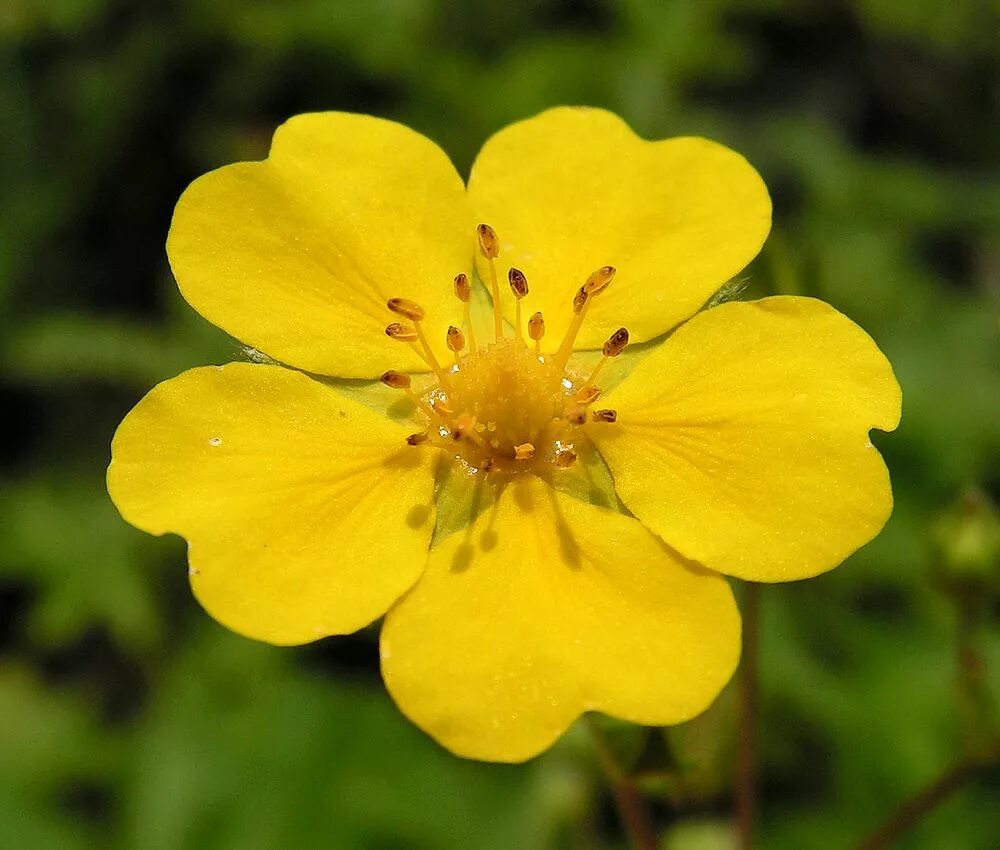 Растения хабаровского края фото Potentilla chrysantha - Image of an specimen - Plantarium