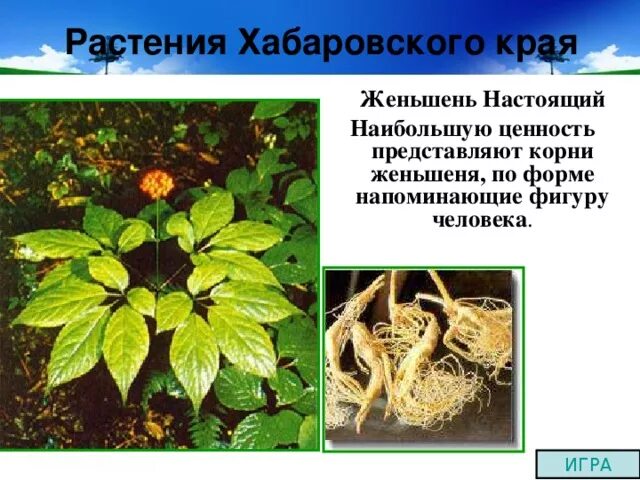 Растения хабаровского края фото Презентация для внеклассного мероприятия по биологии "Наш дом родной!