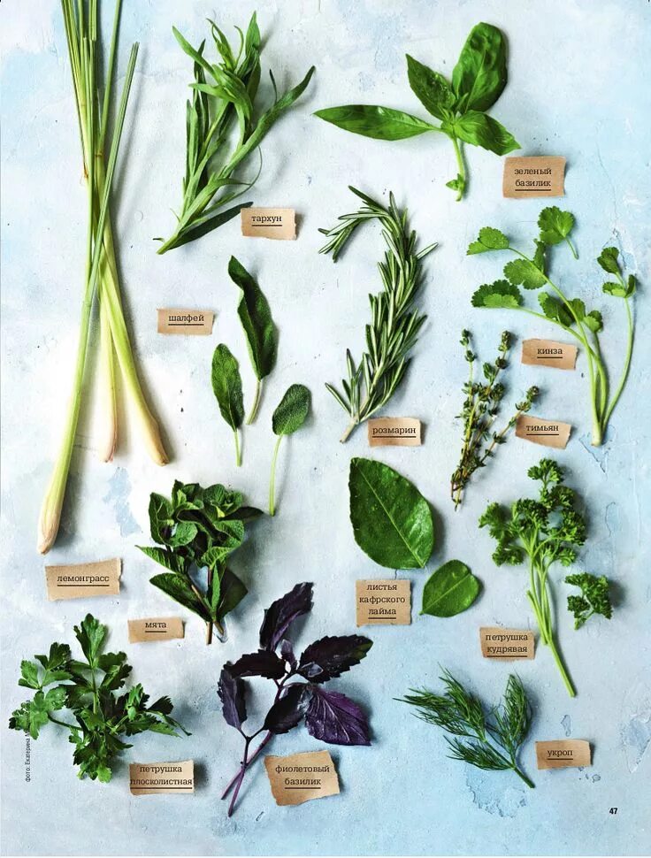 Растения и травы фото название Какая бывает съедобная зелень Herbalism, Plants, Garden