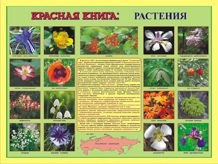 Растения из красной книги фото Презентация на тему : Красная книга России.