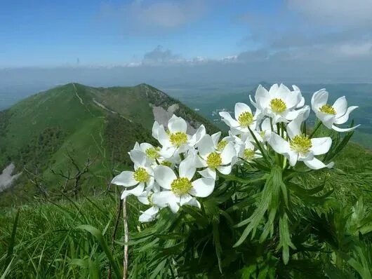 Растения кавказского заповедника фото с названиями Google+ Plants, Garden