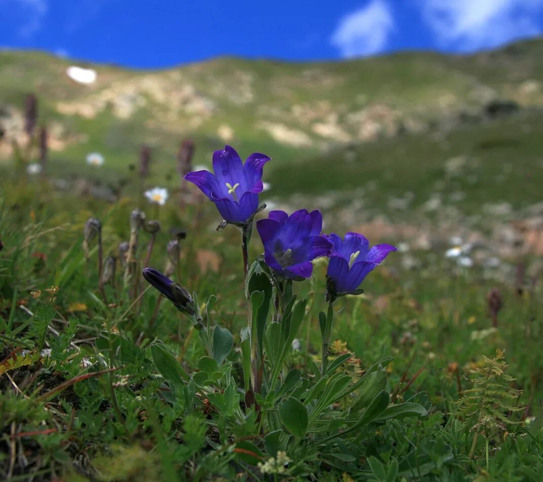 Растения кавказского заповедника фото с названиями Campanula biebersteiniana - Image of an specimen - Plantarium