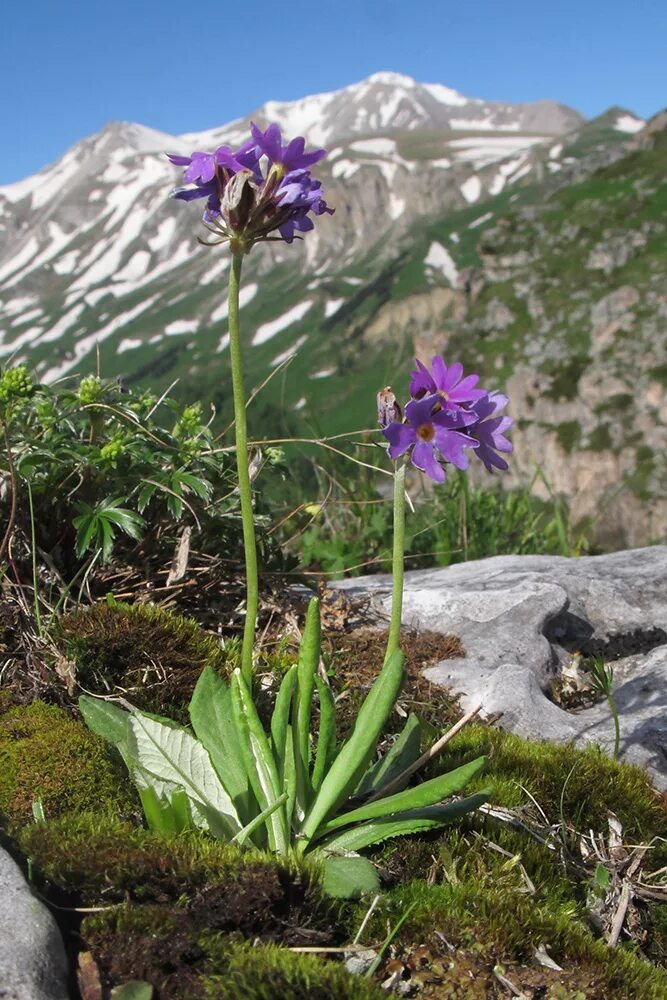 Растения кавказского заповедника фото с названиями Primula algida - Image of an specimen - Plantarium