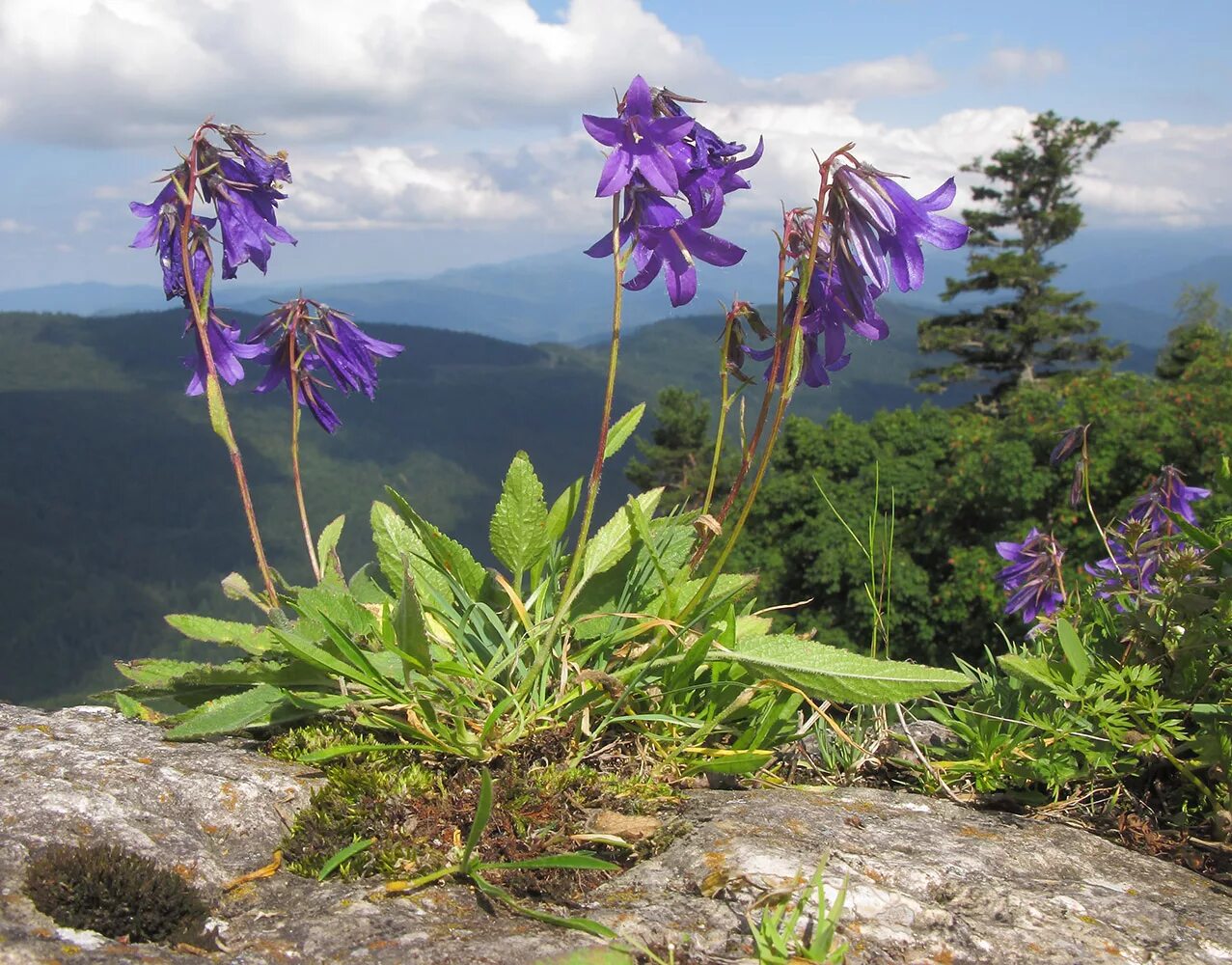 Растения кавказского заповедника фото с названиями Campanula woronowii - Image of an specimen - Plantarium