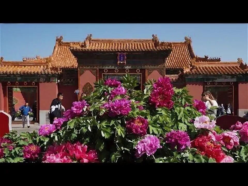 Растения китая фото Thousands of peony flowers on display at Palace Museum - YouTube