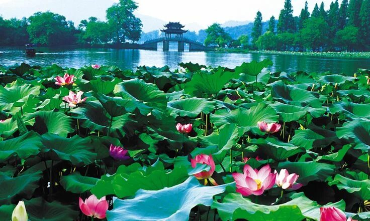 Растения китая фото West Lake: Among the world’s best rated lakes, Hangzhou’s wondrous West lake can