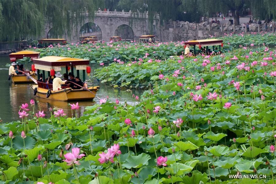 Растения китая фото Lotus flowers blossom across China - Xinhua English.news.cn