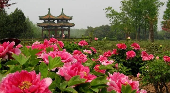 Растения китая фото Картинки по запросу china peony Peonies garden, Garden, Peonies