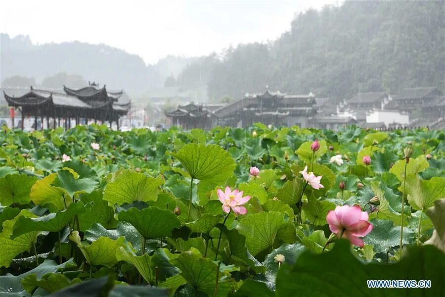 Растения китая фото Scenery of lotus flowers at Jingxin Valley in SW China's Guizhou - Xinhua Englis