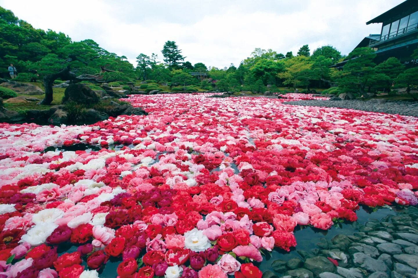 Растения китая фото Adachi Museum of Art and Yuushien Gardens - Shimane - Japan Travel