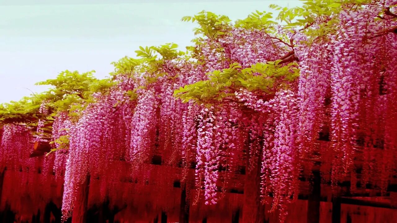 Растения китая фото с названиями Magnificent Colors of Wisteria HD1080p....BISWAJIT... - YouTube