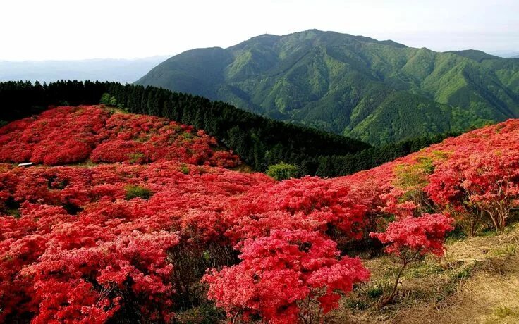 Растения китая фото с названиями Terre/Nature Montagne Fond d'écran Red wildflowers, Nature, Wonders of the world