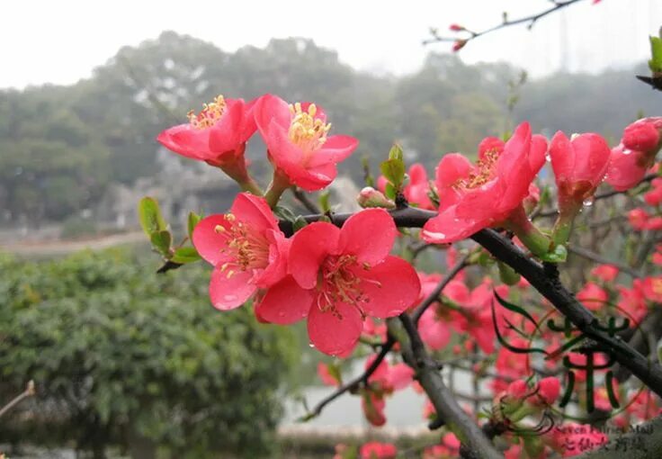 Растения китая фото с названиями Ornamental trees, Prunus mume, Tree seeds