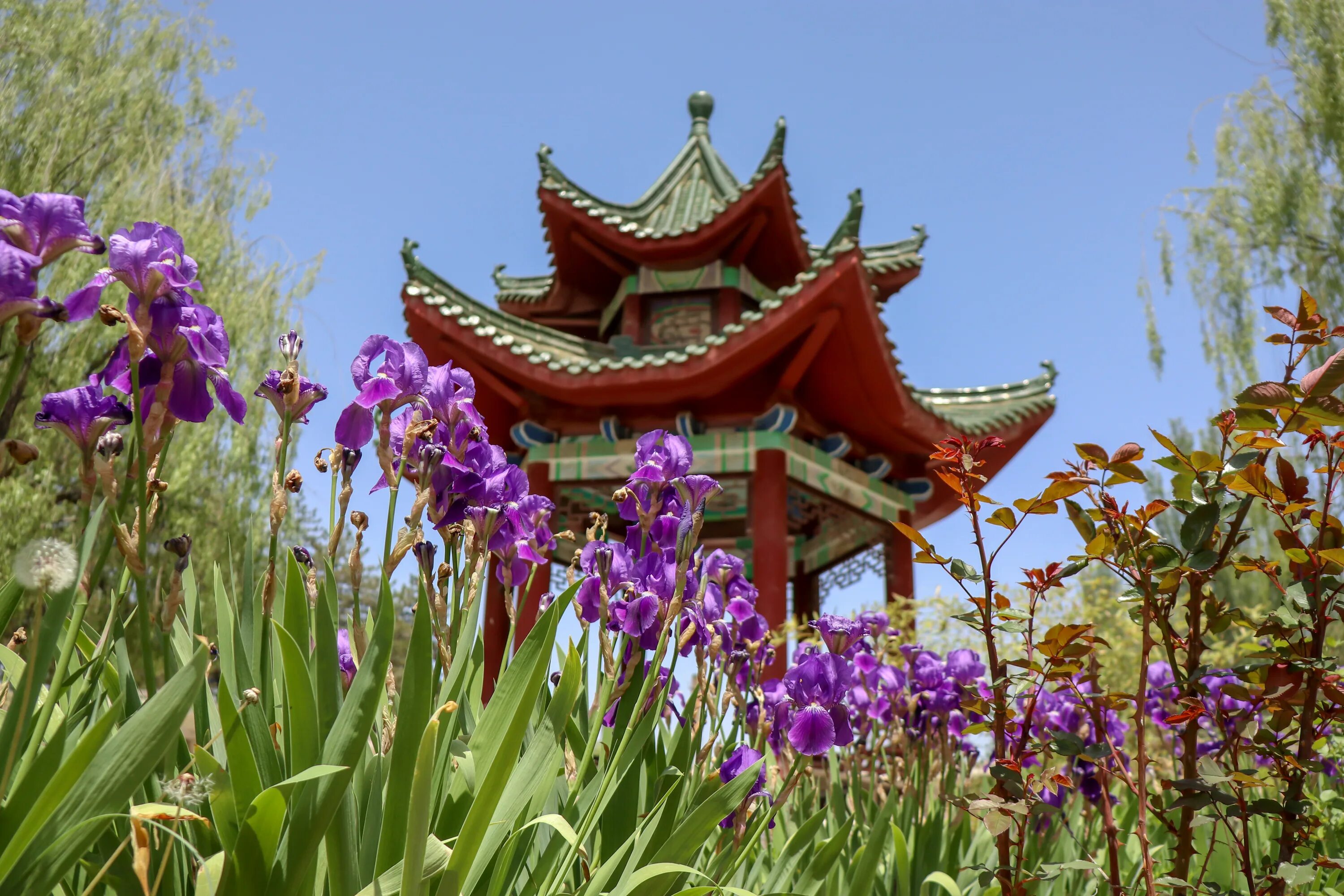 Растения китая фото с названиями Chinese Building Flowers Garden free image download