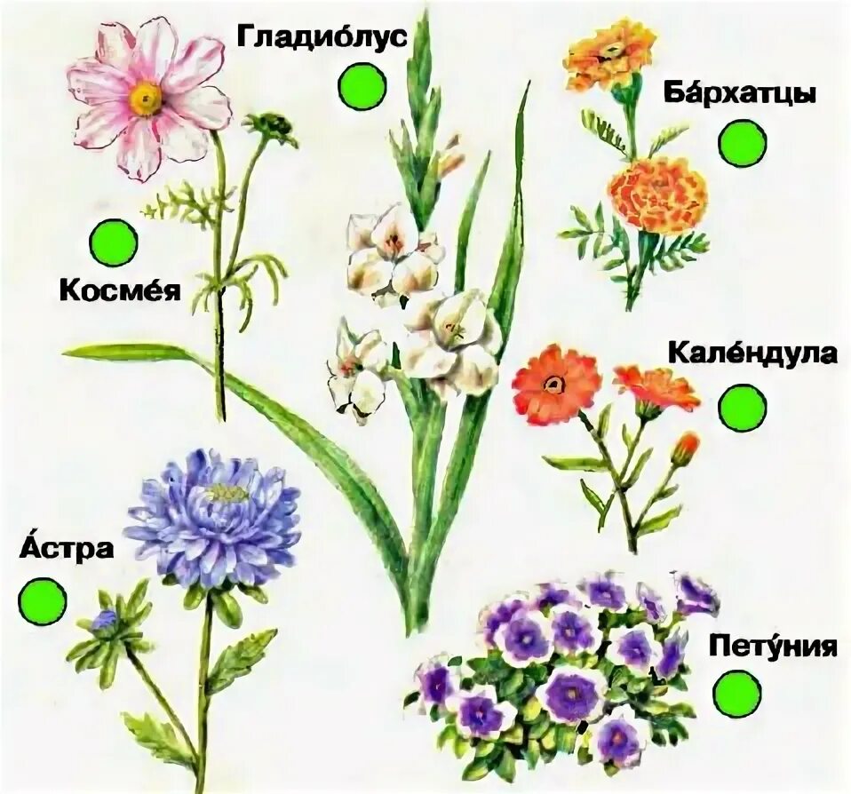 Цветы для клумбы (144 фото): названия популярных осенних растений, цветники с ла