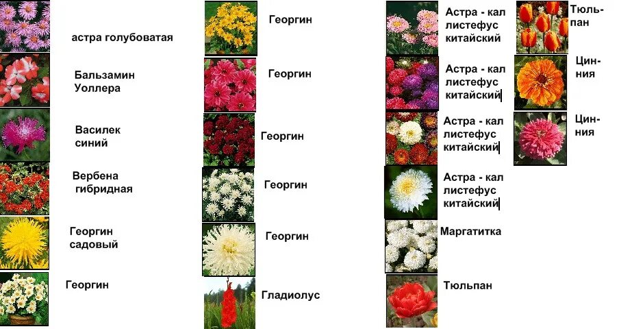 Растения клумбы фото с названиями для детей Клумба, цветущая весь сезон, цветы фото ЦВЕТУЩИЙ САД