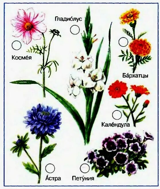 Растения клумбы фото с названиями для детей Что растет на клумбе HeatProf.ru
