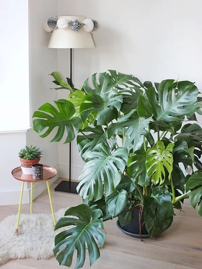 Растения комнатные большие листьями фото названия Monstera Mania Indoor plants, Plant decor, Plants