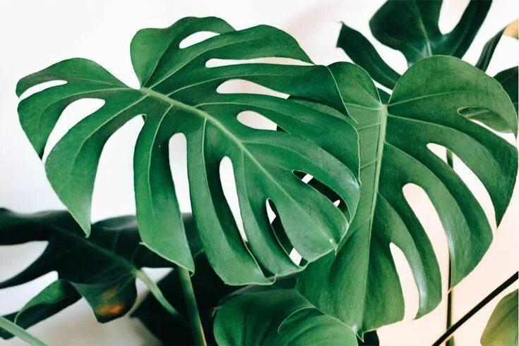 Растения комнатные большие листьями фото названия How to Care for a Monstera Monstera plant, Monstera deliciosa, Plant pictures