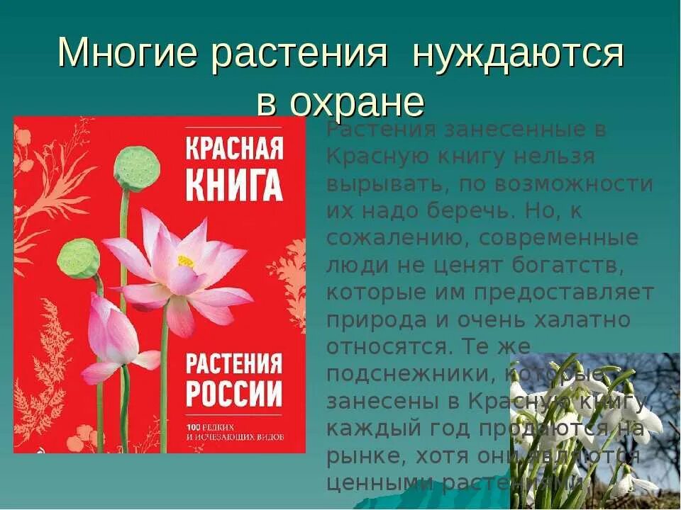 Проект "Красная книга" в старшей группе (1 фото). Воспитателям детских садов, шк