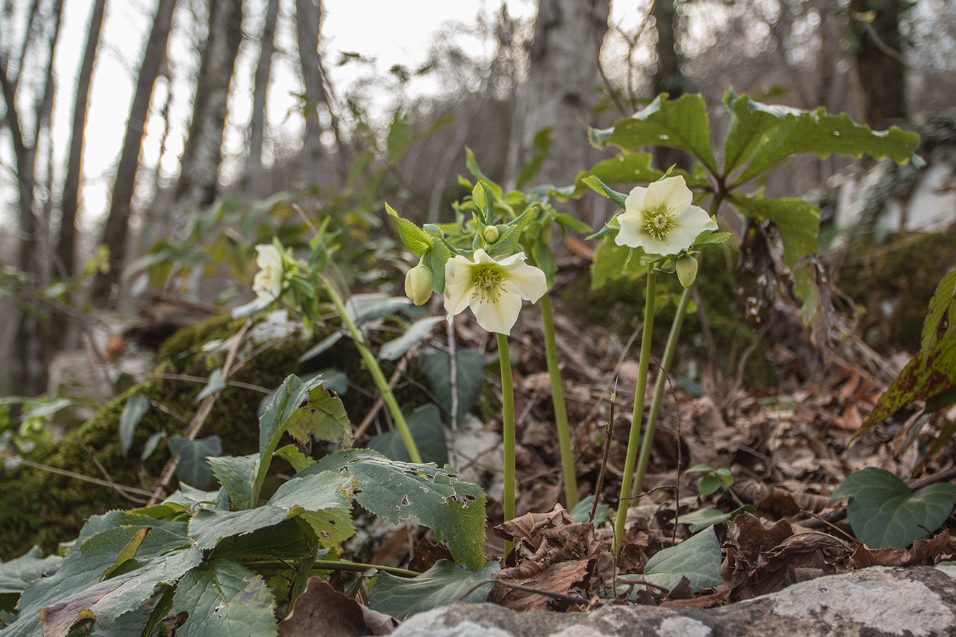 Растения краснодарского края фото Helleborus caucasicus - Изображение особи - Плантариум