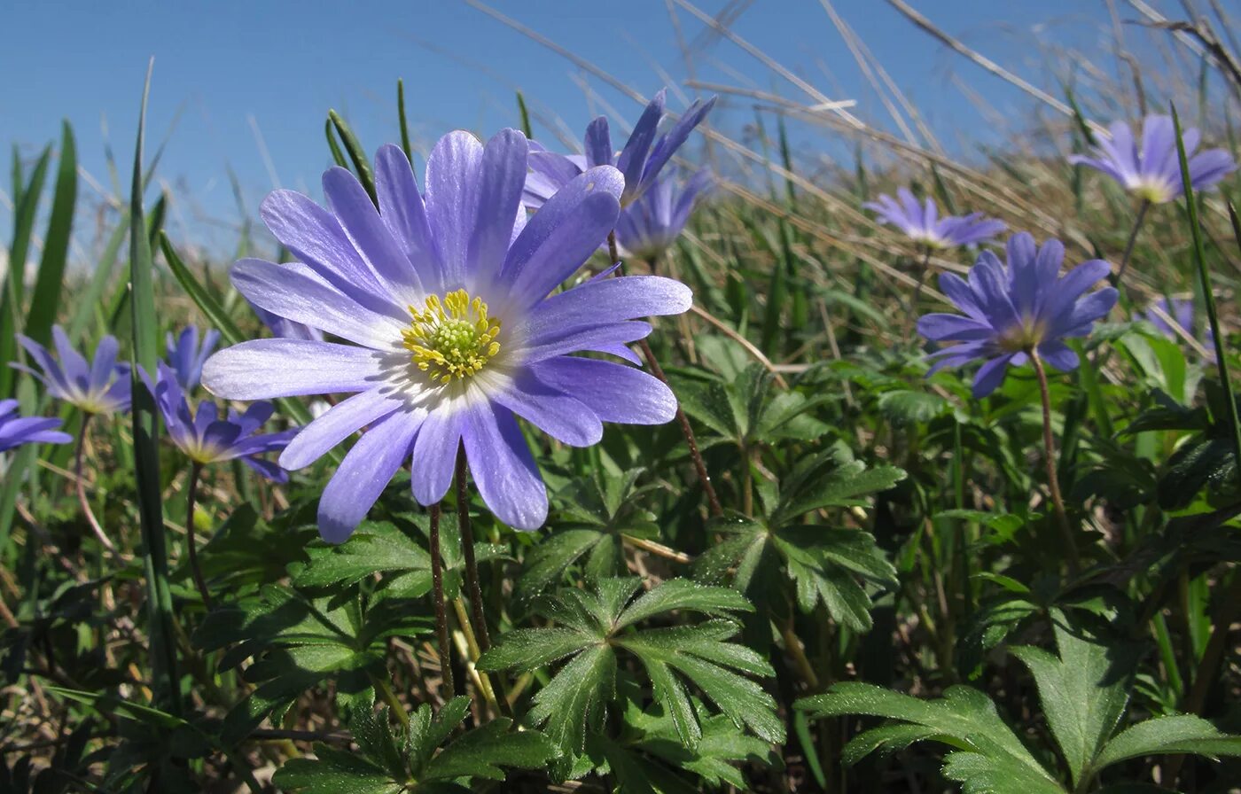 Растения краснодарского края фото Anemone banketovii - Image of an specimen - Plantarium