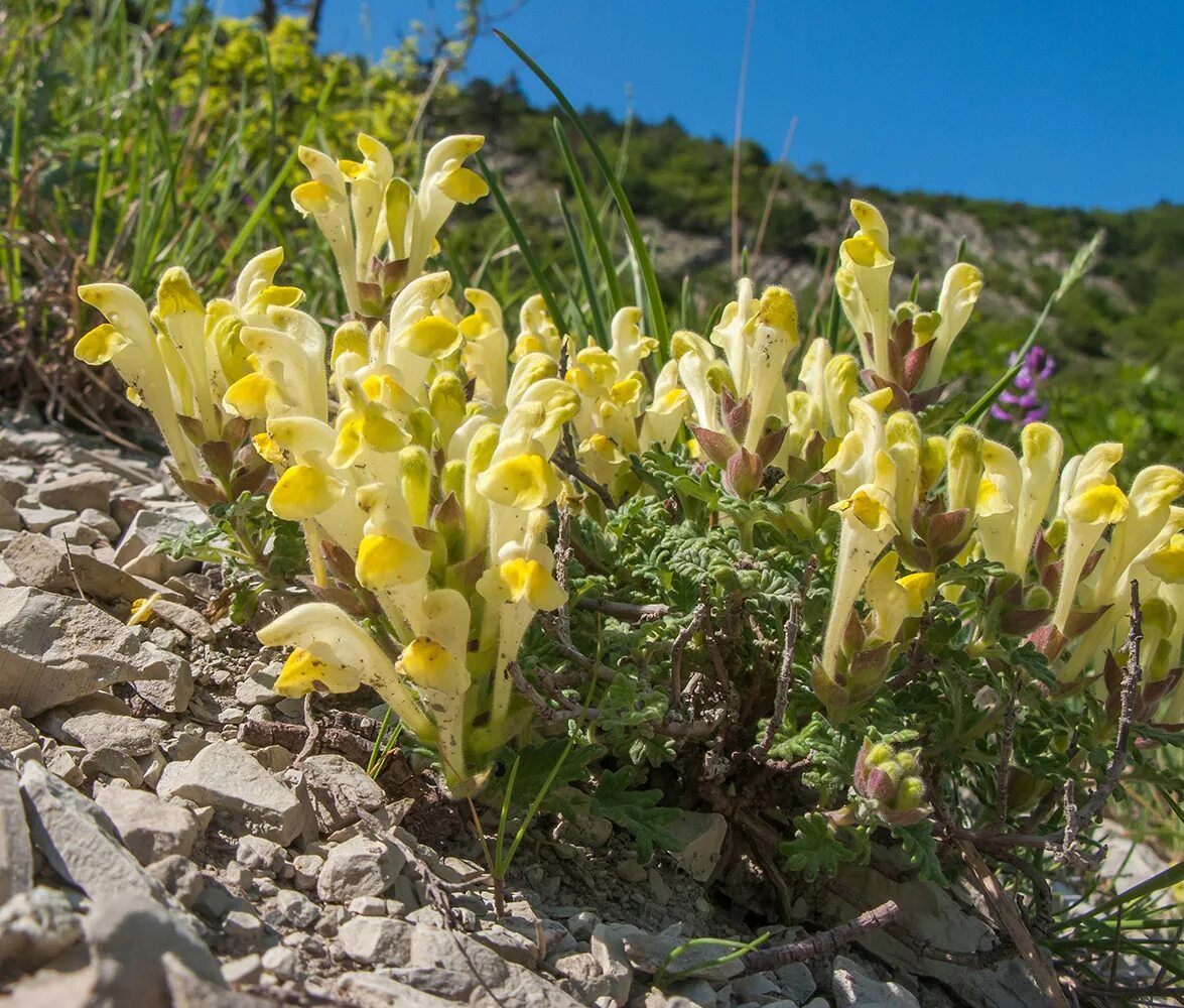 Растения краснодарского края фото Scutellaria novorossica - Image of an specimen - Plantarium