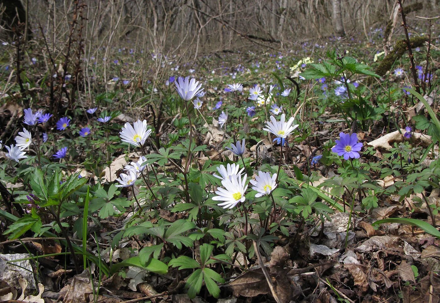 Растения краснодарского края фото с названиями Anemone banketovii - Image of an specimen - Plantarium