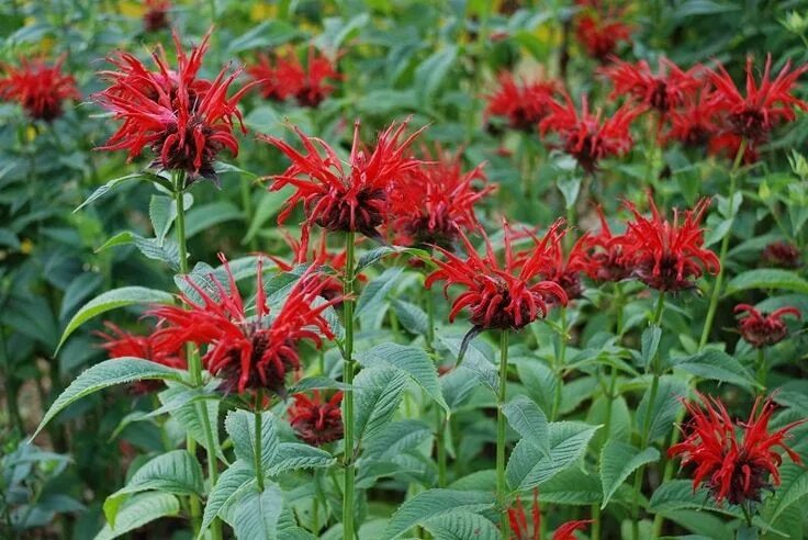 Растения красной фото Monarda Seeds Monarda Panorama Red Shades 50 Thru 500 Seeds - Etsy Red plants, B