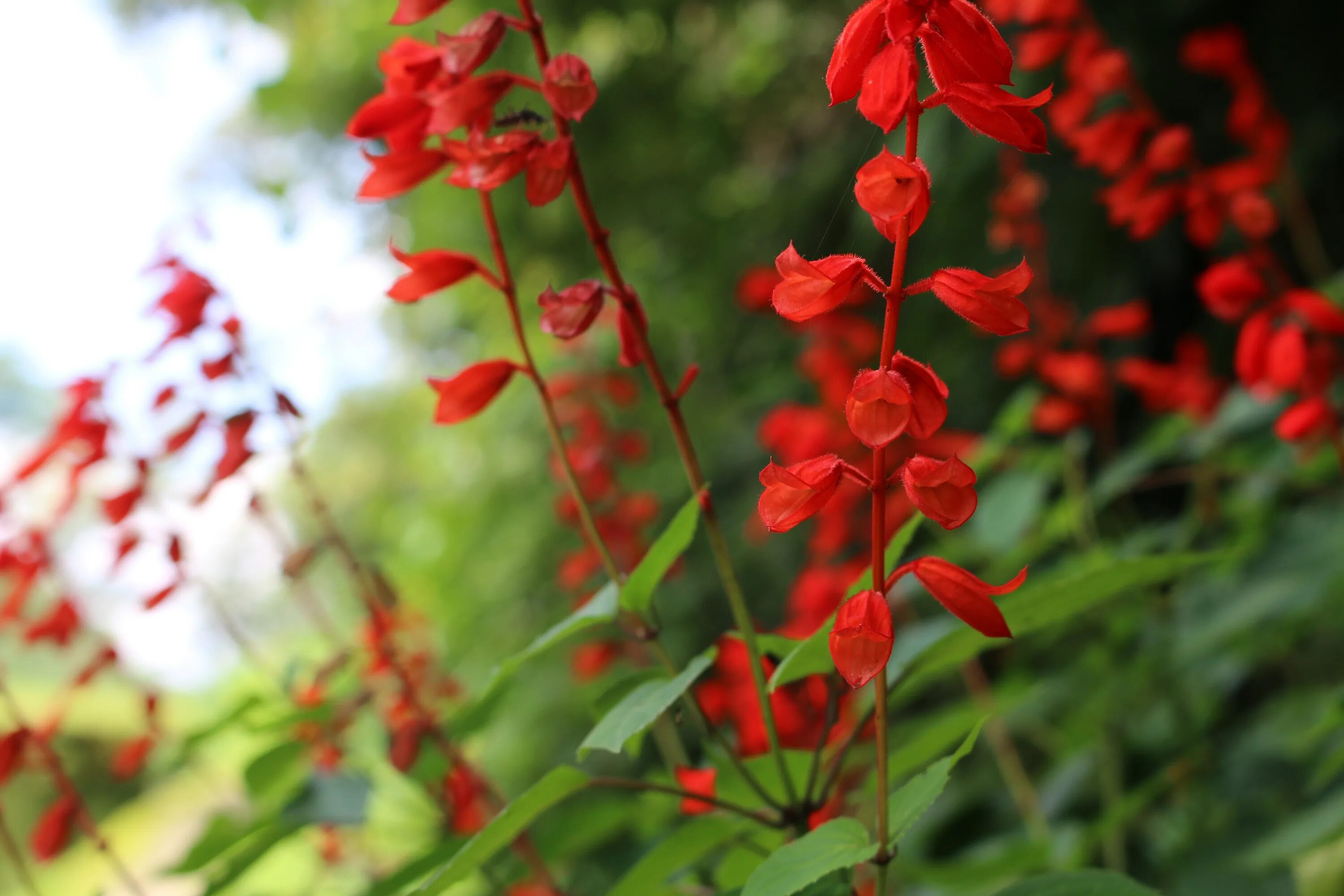 Растения красной фото Free Images : nature, blossom, leaf, flower, red, herb, botany, flora, wildflowe