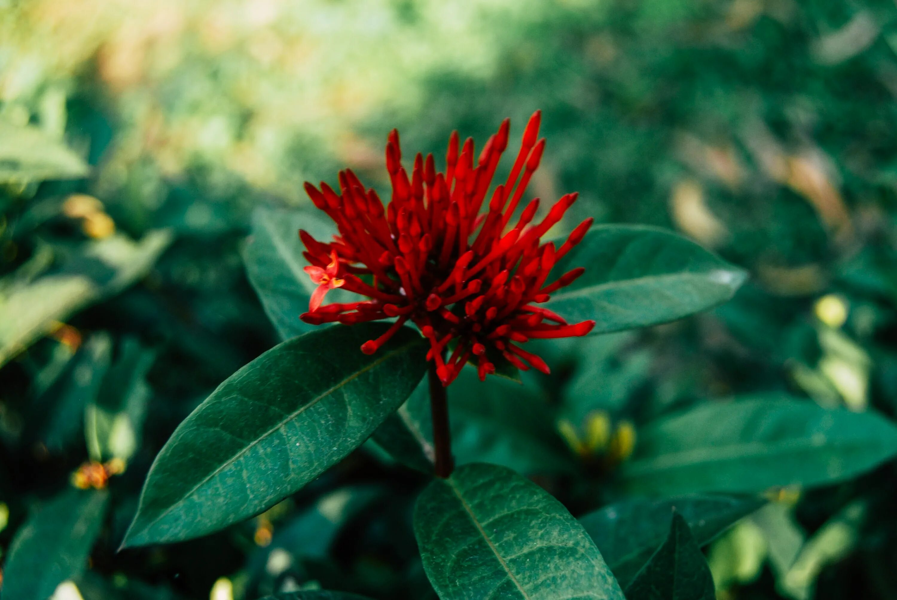 Растения красной фото Free Images : flower, leaf, red, flowering plant, botany, petal, herbaceous plan