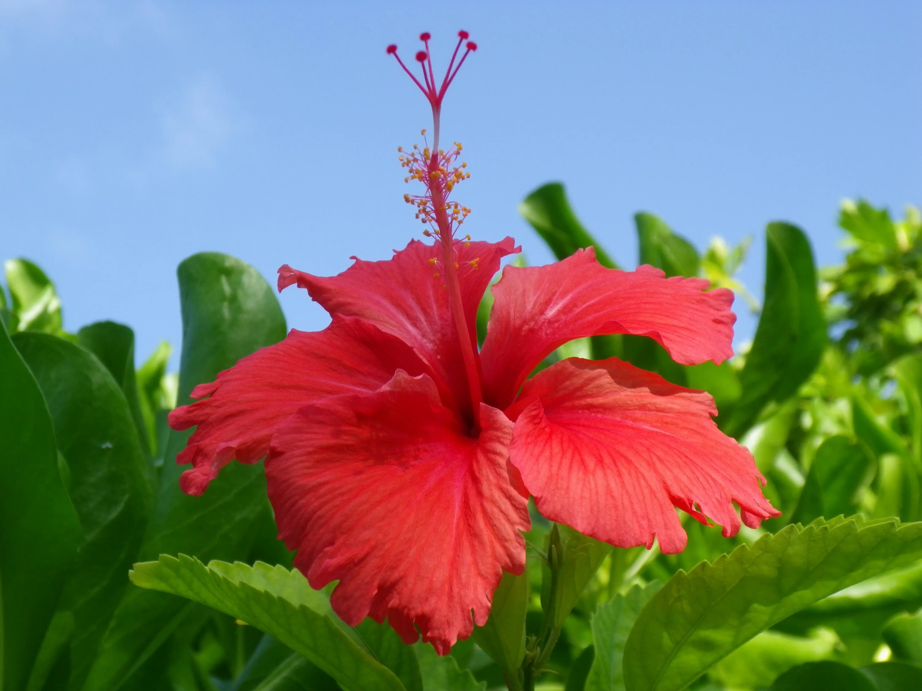 ПИОН ТОНКОЛИСТНЫЙ (Paeonia tenuifolia L.