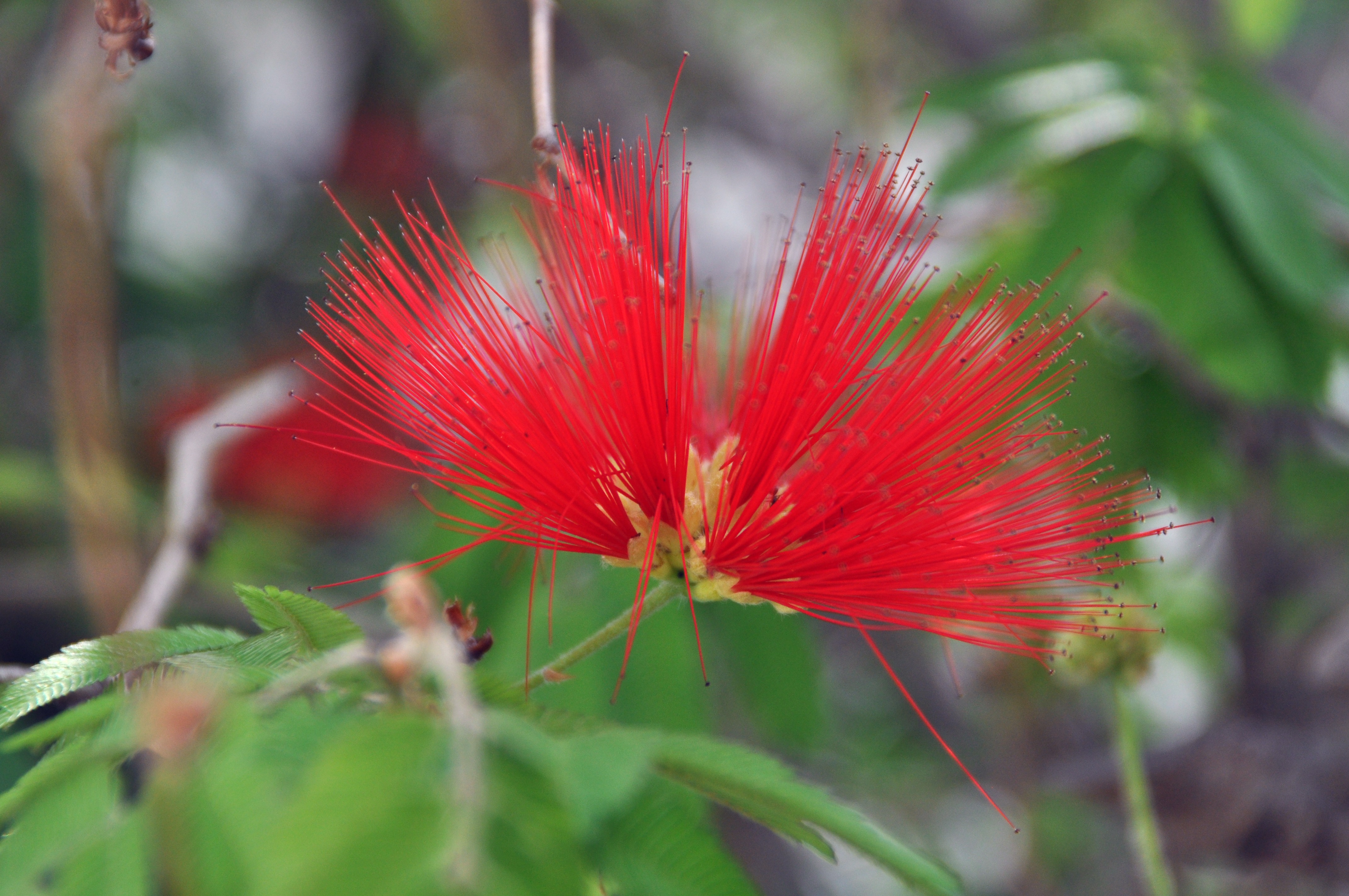 Растения красной фото Free Images : nature, blossom, prairie, leaf, flower, petal, green, red, botany,