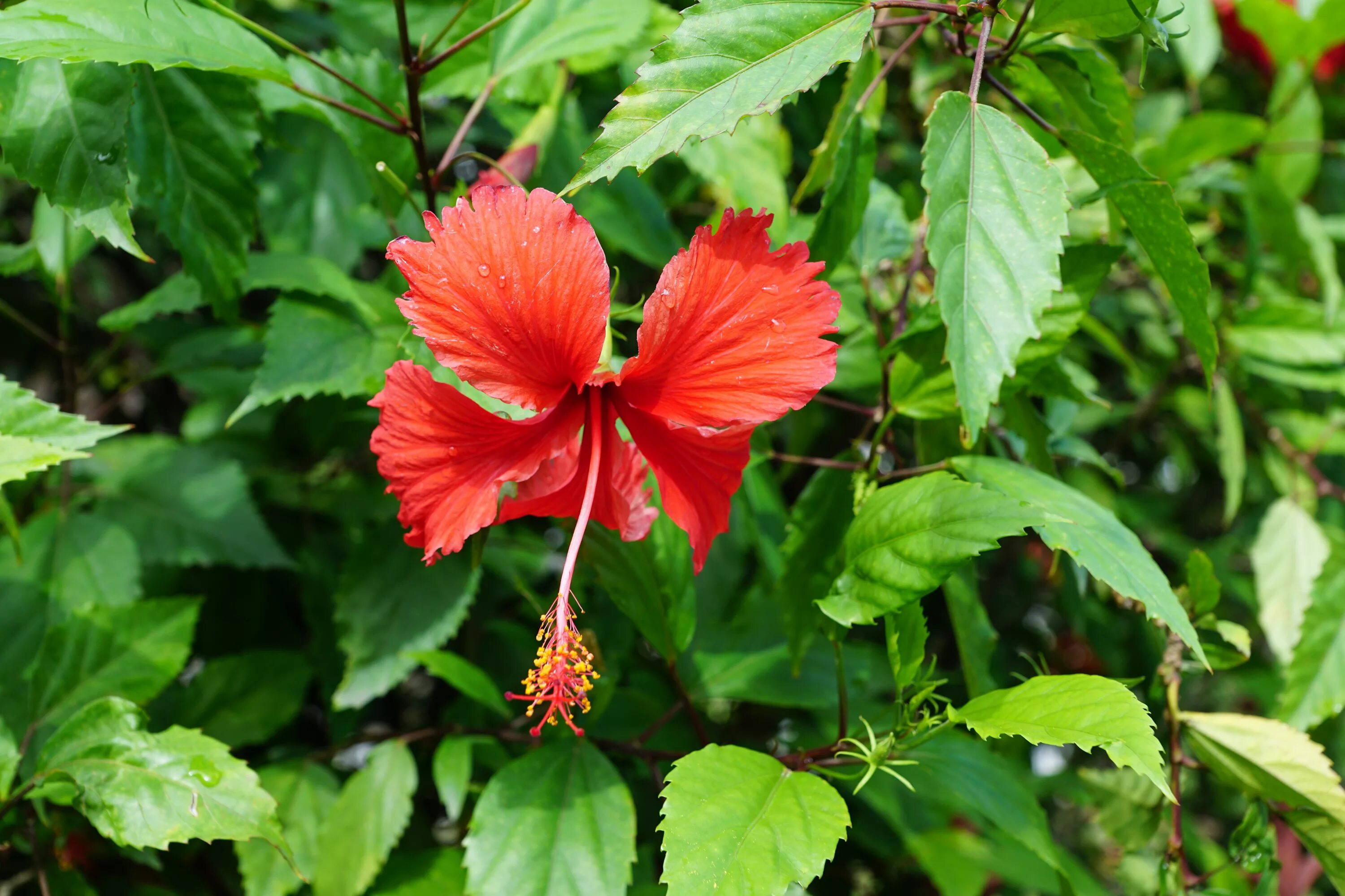 Растения красной фото Free Images : leaf, flower, red, herb, botany, flora, shrub, malvales, flowering