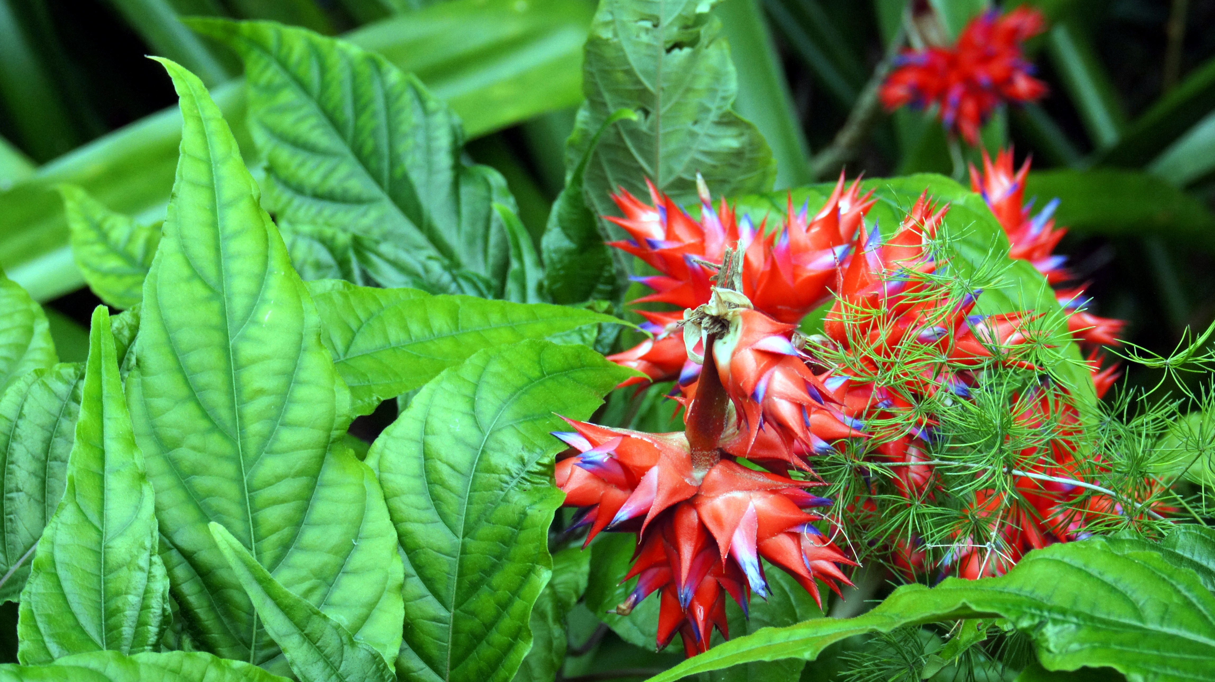 Растения красной фото Free Images : leaf, flower, green, red, herb, produce, botany, colorful, garden,